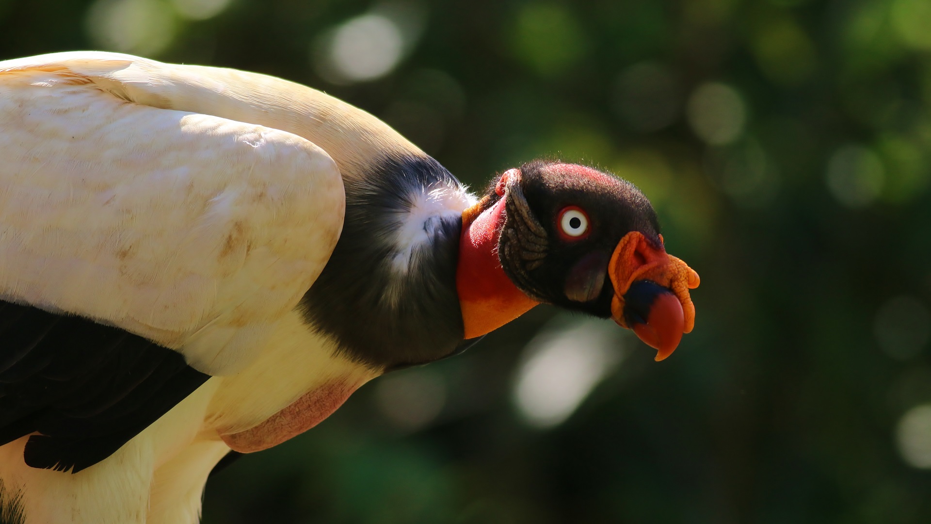 King Vulture — Ana fotoğraf